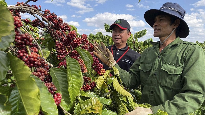 Giá cà phê xuất khẩu đạt 3.151 USD/tấn, tiếp tục lập kỷ lục