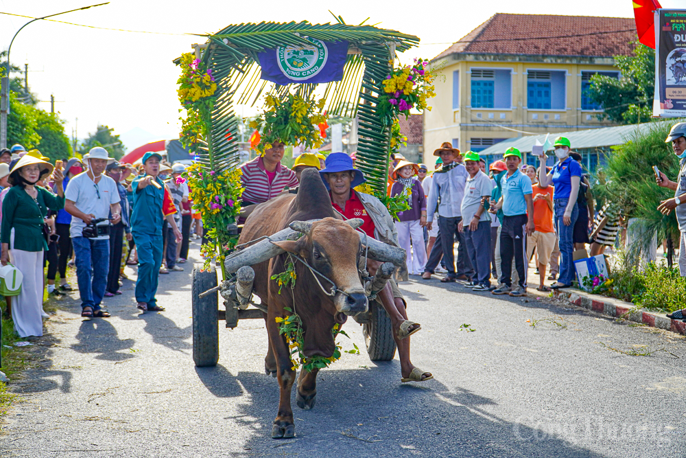 Khánh Hòa: Nhà nông trổ tài đua xe bò