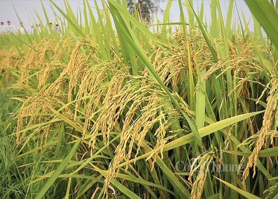 Giá lúa gạo hôm nay ngày 28/8: Giá lúa đồng loạt tăng 200 đồng/kg, giá phụ phẩm giảm nhẹ