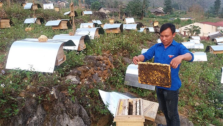 Hà Giang: Phát triển bền vững mật ong bạc hà trên cao nguyên đá Đồng Văn