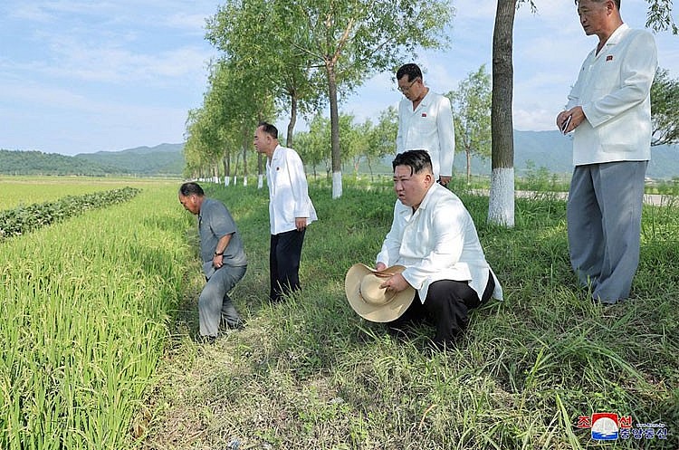 Ông Kim Jong Un thăm các cánh đồng bị bão tàn phá