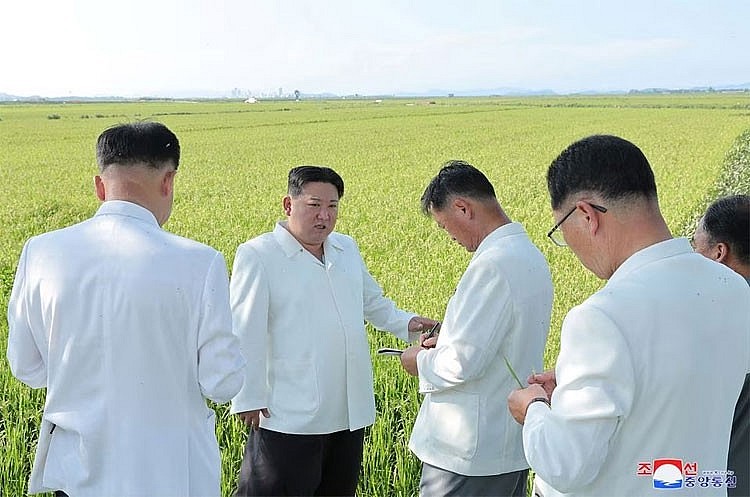 Ông Kim Jong Un thăm các cánh đồng bị bão tàn phá