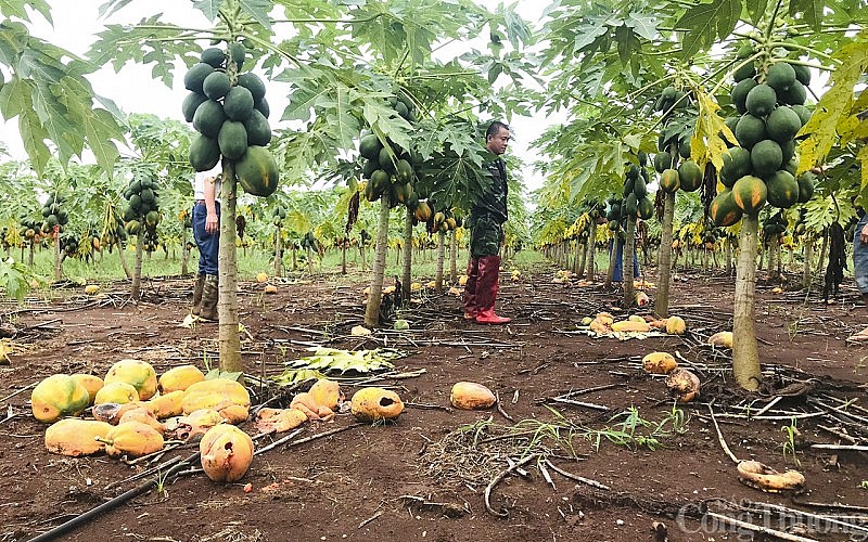 Người dân trồng đu đủ ở thị xã Thái Hòa, Nghệ An đã nhận được hỗ trợ từ công ty Nafoods sau khi thanh lý hợp đồng.