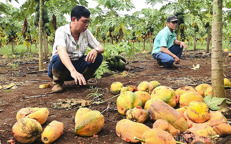 Tại xã Tây Hiếu, thị xã Thái Hòa, tỉnh Nghệ An có 16 hộ dân trồng đu đủ, đến thời điểm thu hoạch thì công ty thông báo không thu mua. Qủa đu đủ chín, rụng vàng gốc.