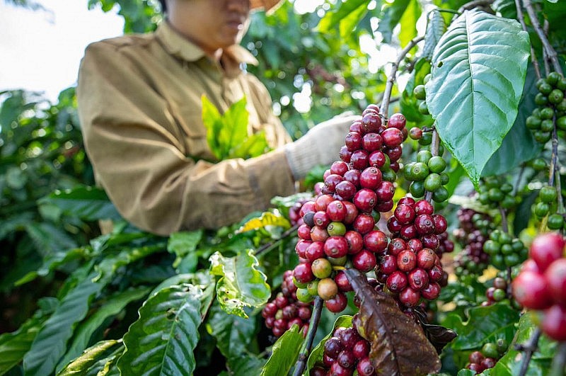 Xuất khẩu cà phê vẫn còn dư địa tăng trưởng mạnh về giá