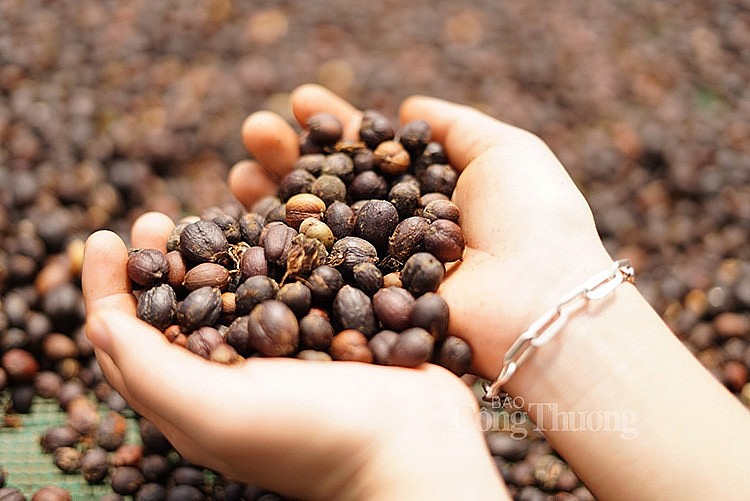 xuất khẩu cà phê (ảnh Nguyễn Hạnh)