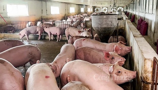 Giá heo hơi hôm nay ngày 23/8/2023: Giảm nhẹ 1.000 đồng/kg tại một vài địa phương