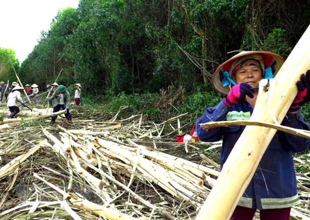 Thúc đẩy triển khai thỏa thuận Việt Nam-Mỹ về kiểm soát khai thác gỗ