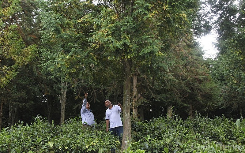 Nhiều năm nay, tỉnh Nghệ An khuyến khích người dân tham gia trồng rừng gỗ lớn