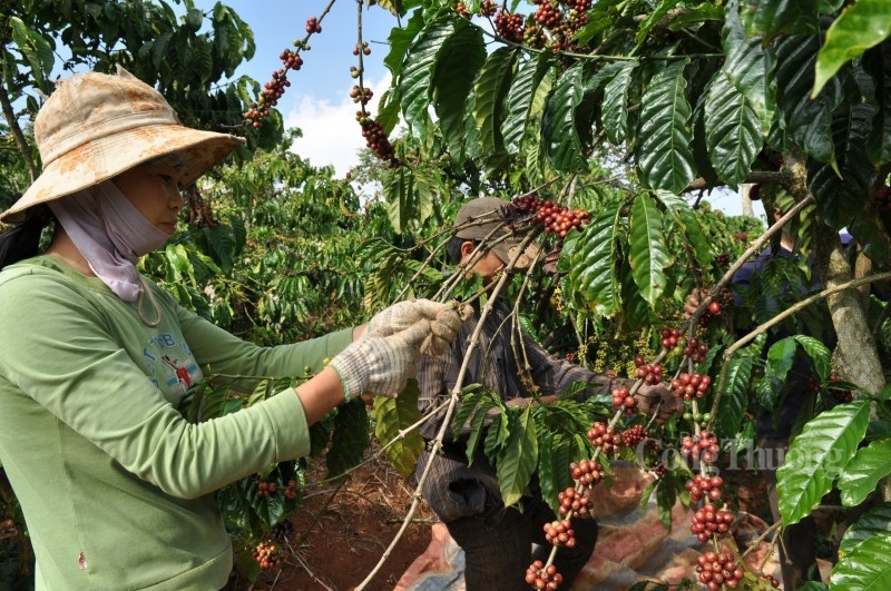 Nguồn cung thấp, xuất khẩu cà phê tiếp tục được lợi về giá