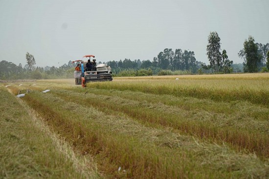 Giá lúa gạo hôm nay ngày 26/8: Giá gạo nội địa giảm, giá xuất khẩu có thể vọt lên trong ngắn hạn