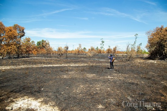 Quảng Nam: Hàng chục hecta rừng phòng hộ ven biển bị cháy tan hoang