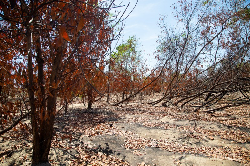 Quảng Nam: Hàng chục hecta rừng phòng hộ ven biển bị cháy tan hoang