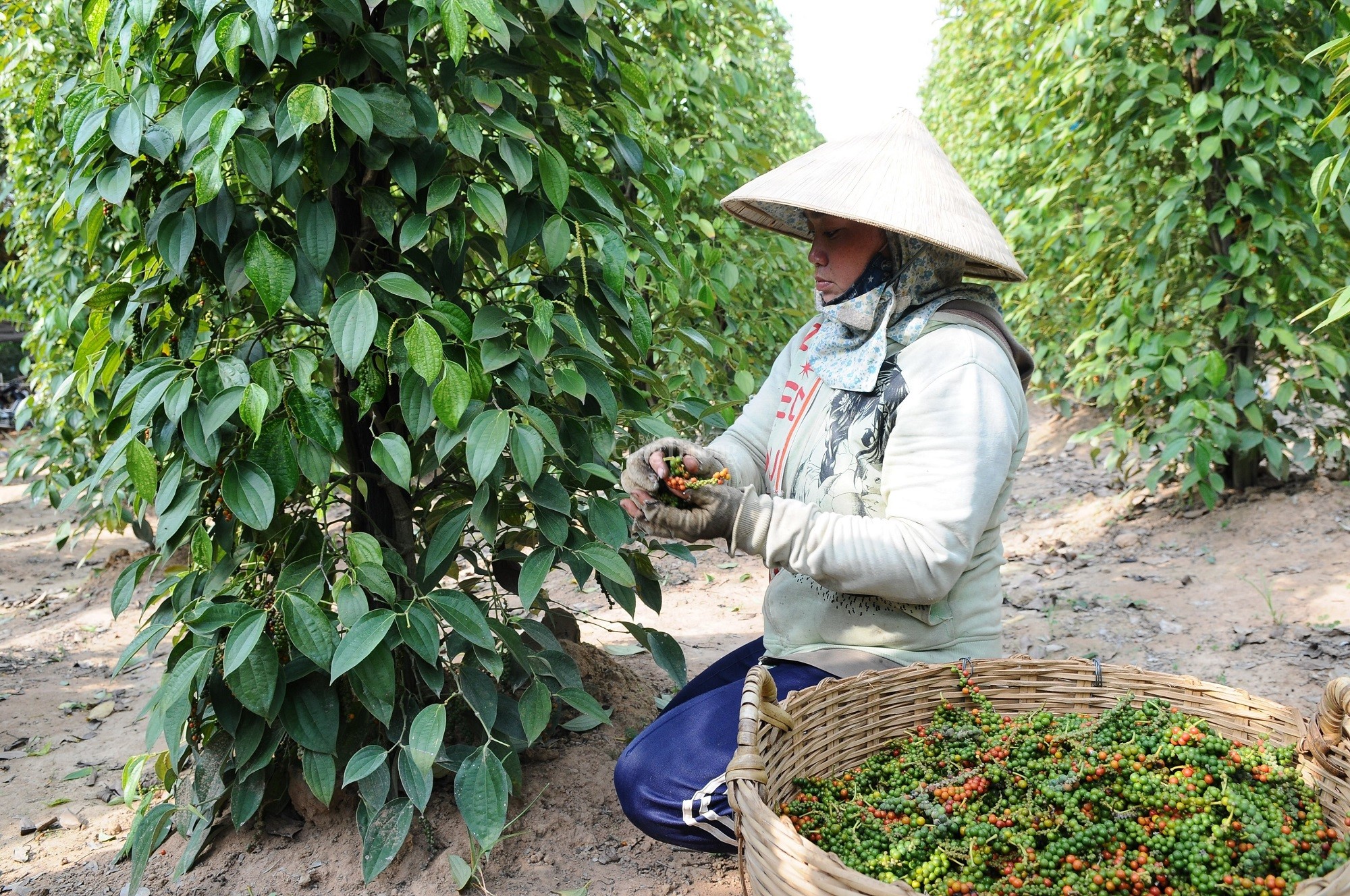 Giá tiêu hôm nay ngày 29/8/2023: Các địa phương đồng loạt đi ngang