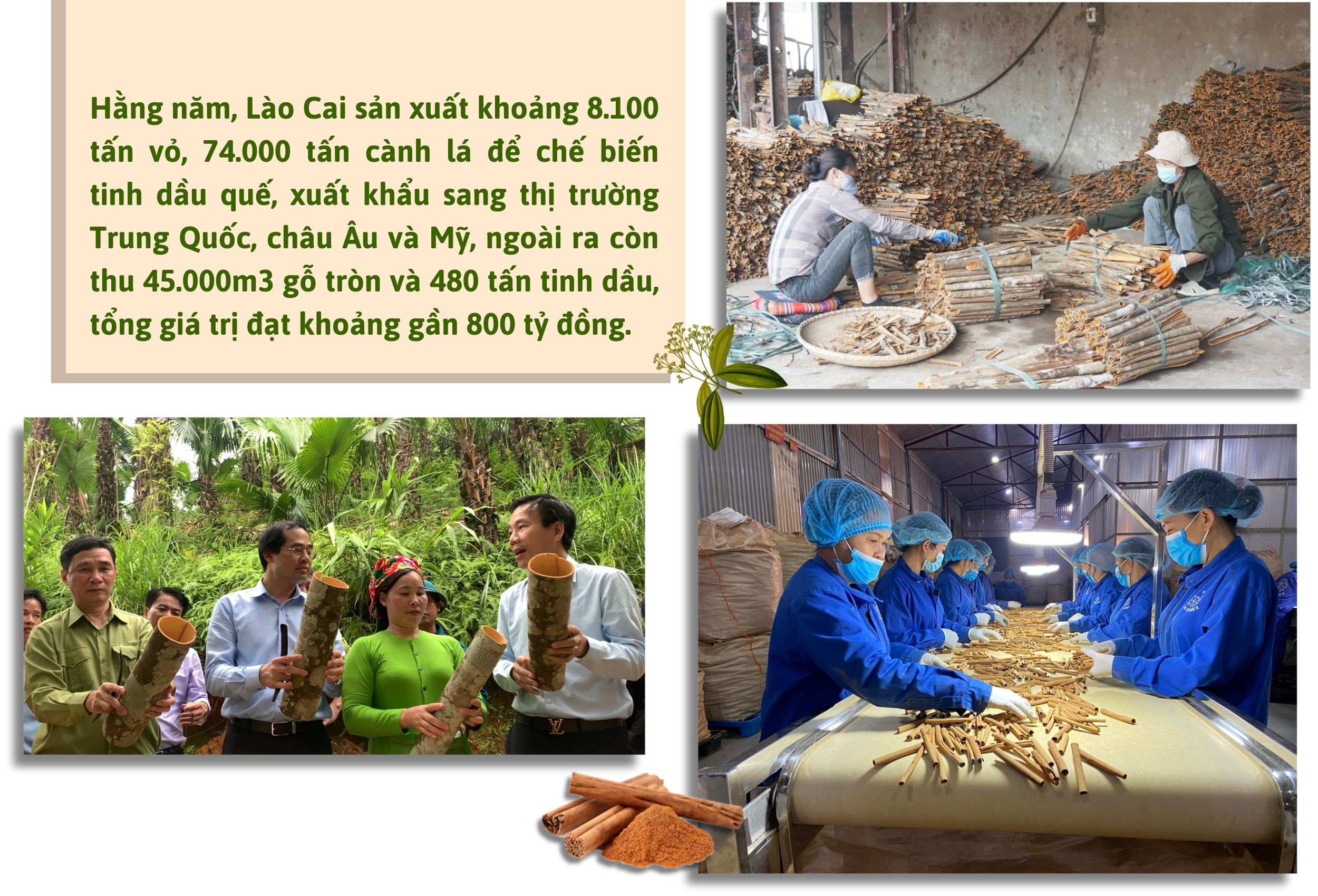Longform | Lào Cai: Nâng cao giá trị và tìm thị trường ổn định cho sản phẩm quế
