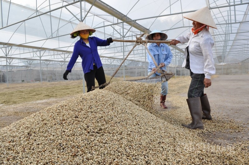 Giá cao nhất trong 30 năm, xuất khẩu cà phê Việt Nam được hưởng lợi ra sao?