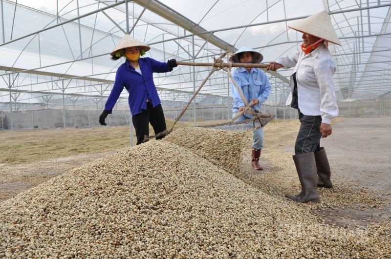 Từ “vùng đáy” 9 tháng, giá cà phê Arabica đảo chiều tăng mạnh