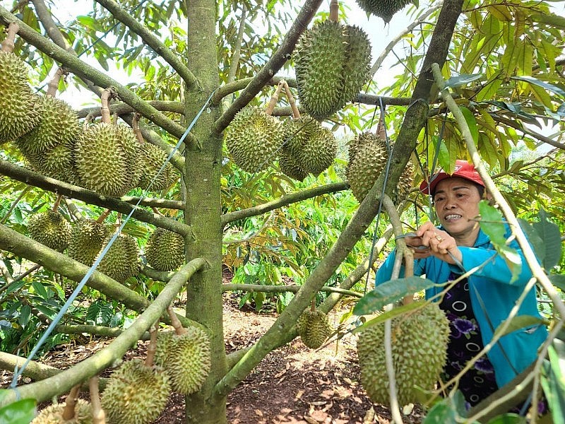 Đắk Lắk: Công bố nhãn hiệu “Sầu riêng Cư M’gar”