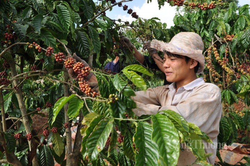 Việt Nam hướng đến vùng nguyên vật liệu coffe xuất khẩu đạt chuẩn