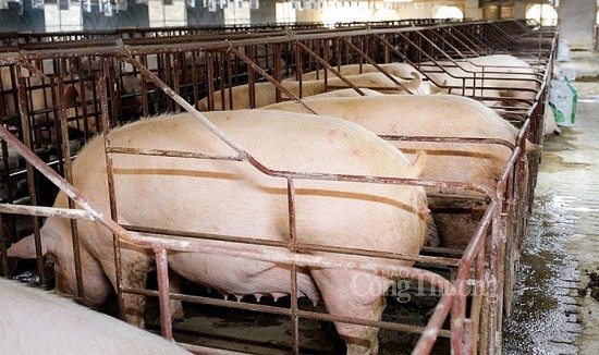 Giá heo hơi hôm nay ngày 15/12/2023: Mức thấp nhất 47.000 đồng/kg