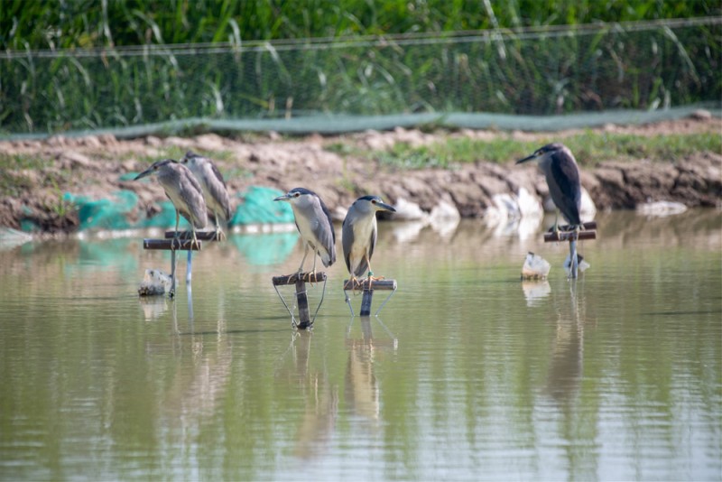 "Thiên la địa võng" tàn sát chim hoang dã ngay giữa Thủ đô