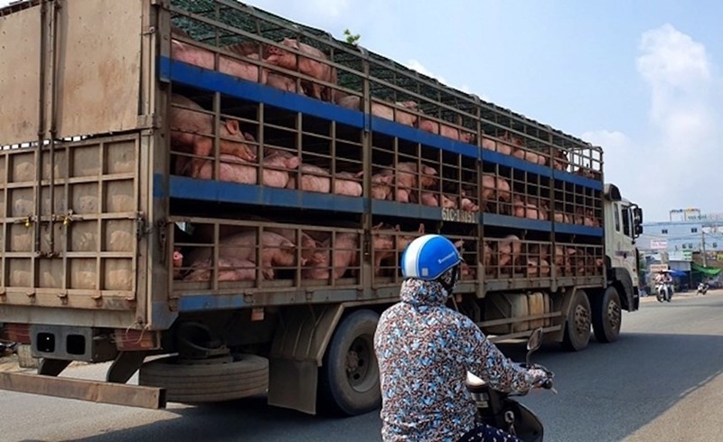 Điện Biên: Xử lý nghiêm các trường hợp buôn bán, vận chuyển trái phép lợn qua biên giới