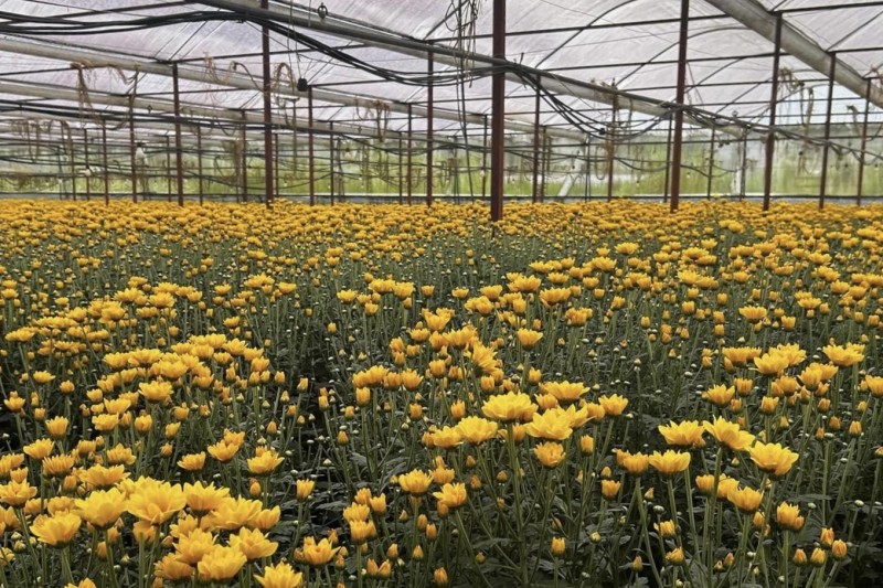Lâm Đồng: Nâng cao tỷ lệ xuất khẩu hoa