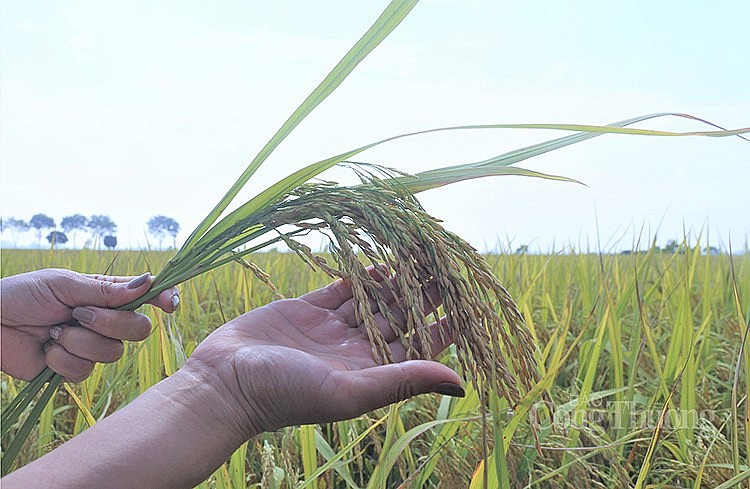 Giá lúa tại thị trường nội địa vẫn chênh lệch lớn cho với giá xuất khẩu