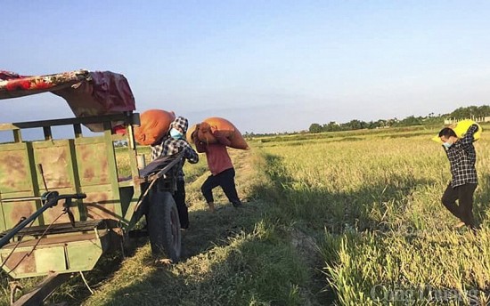 Nghệ An - Hà Tĩnh: Dân bán lúa tươi cho thương lái ngay tại ruộng với giá cao