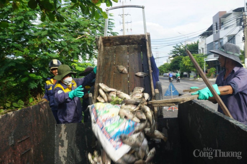 Đà Nẵng: Khẩn trương xử lý hàng tấn cá chết nổi kín mặt kênh Đa Cô