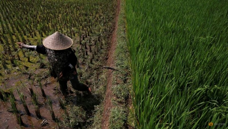 Indonesia tăng thêm 500.000ha đất để sản xuất lúa gạo đề phòng El Nino