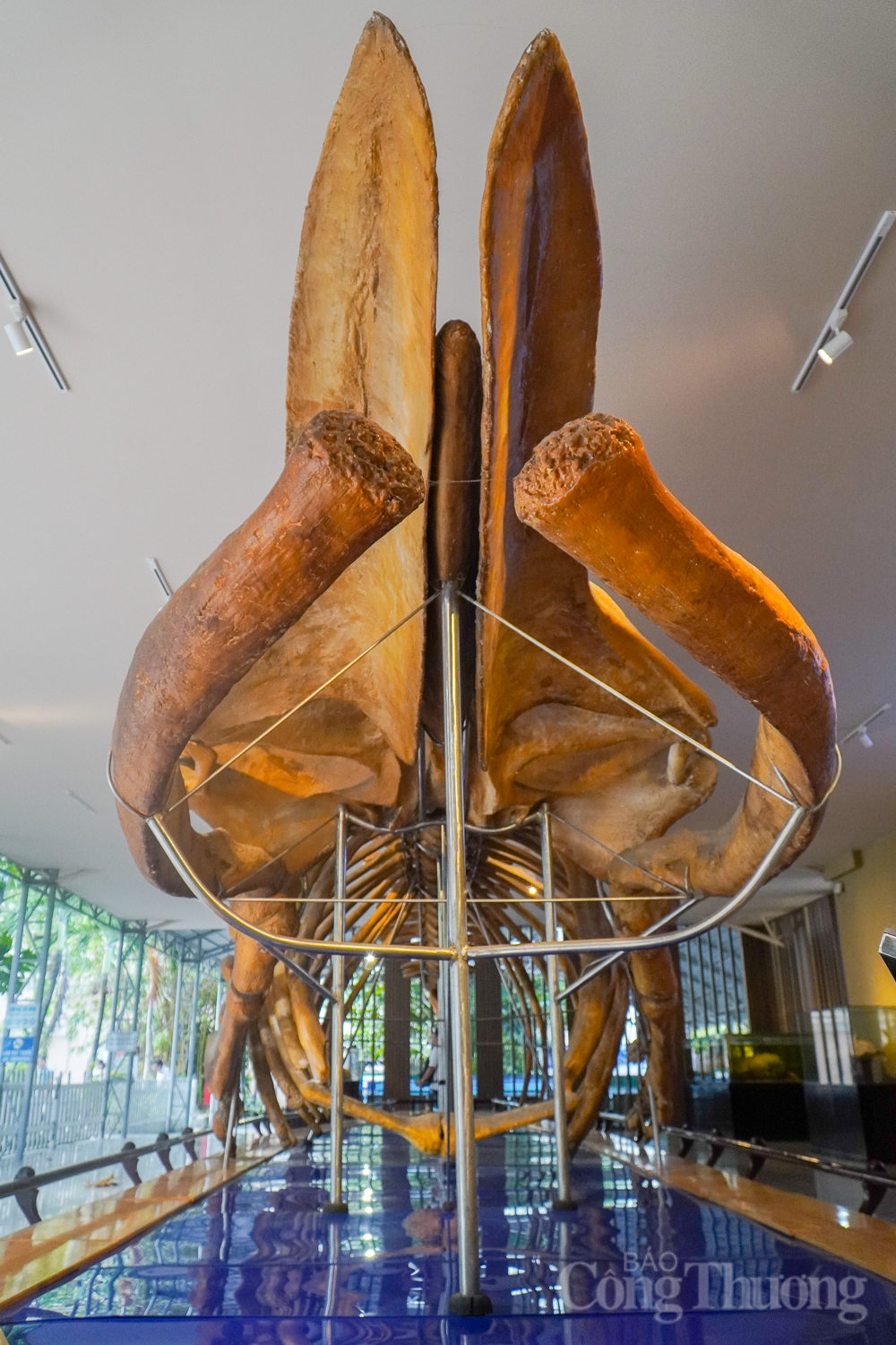 Chiêm ngưỡng bộ xương cá voi dài 18m, nặng 10 tấn ở Nha Trang