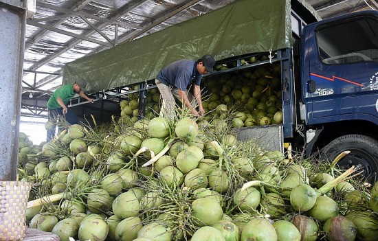 Xuất khẩu dừa tươi: Cơ hội mới cho ngành hàng kinh tế chủ lực tỉnh Bến Tre
