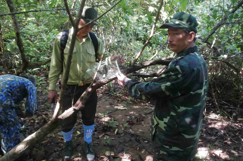 Đà Nẵng: Phát hiện, gỡ hơn 700 bẫy thú rừng tại bán đảo Sơn Trà