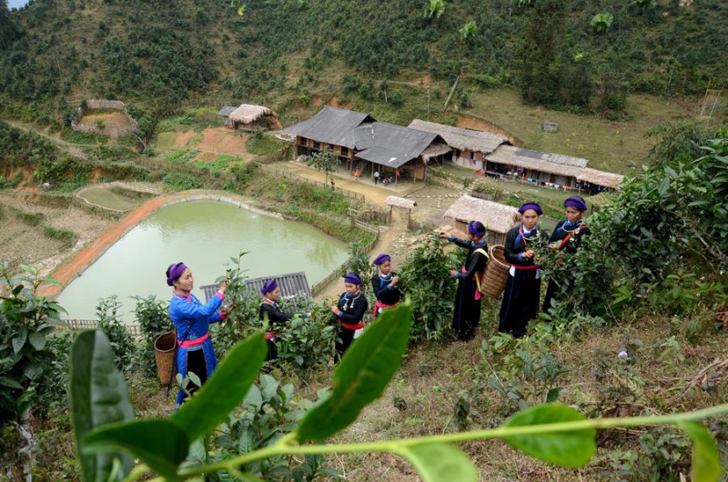 Lào Cai: Phụ nữ Tày vùng cao Bản Liền - Bắc Hà tìm hướng giảm nghèo bền vững