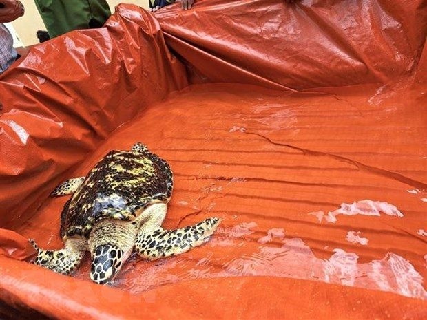 á thể rùa biển quý hiếm được bàn giao cho Trạm Bảo tồn Động vật Hoang dã Dầu Tiếng (Ảnh: TTXVN