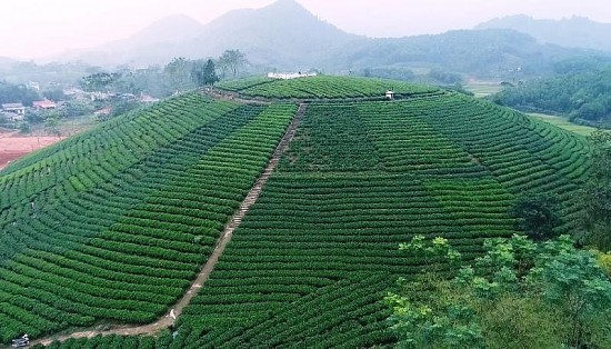 Thái Nguyên: Mở rộng diện tích chè hữu cơ tại các huyện miền núi