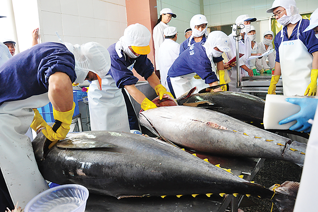Xuất khẩu cá ngừ sang Mỹ và EU tăng tốc trở lại