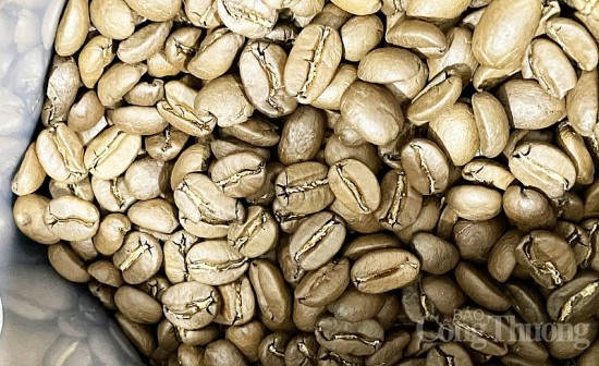Giá cà phê hôm nay, ngày 22/9/2023: Giá cà phê trong nước giảm mạnh