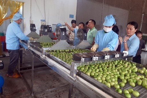Ninh Thuận: Hoạt động khuyến công trợ lực cho công nghiệp nông thôn ‘cất cánh’