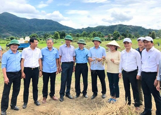 Huyện A Lưới (Thừa Thiên Huế): Phát triển cây dược liệu hướng đến giảm nghèo bền vững
