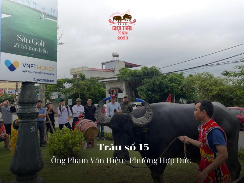 Lễ hội chọi trâu truyền thống Đồ Sơn năm 2023: Hôm nay 23/9, các “ông trâu” sẽ tranh tài