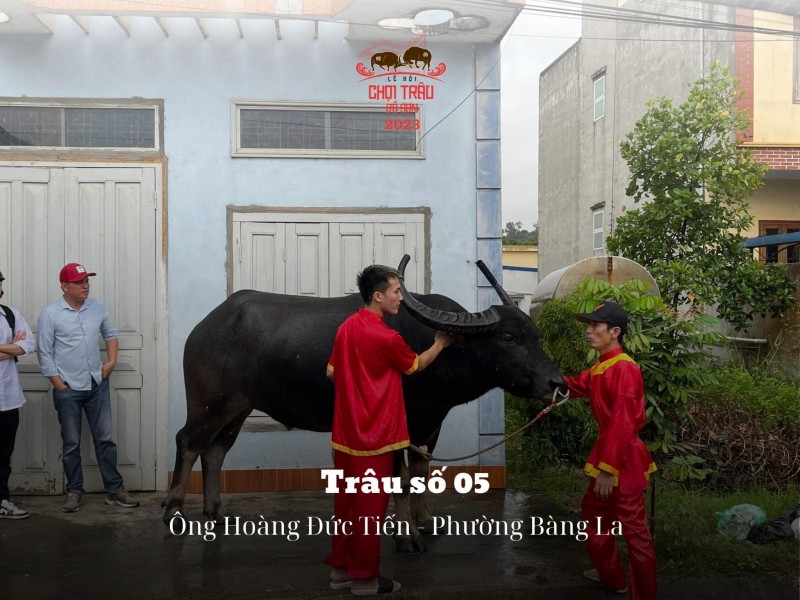 Lễ hội chọi trâu truyền thống Đồ Sơn năm 2023: Hôm nay 23/9, các “ông trâu” sẽ tranh tài