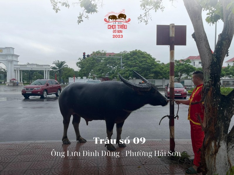 Lễ hội chọi trâu truyền thống Đồ Sơn năm 2023: Hôm nay 23/9, các “ông trâu” sẽ tranh tài