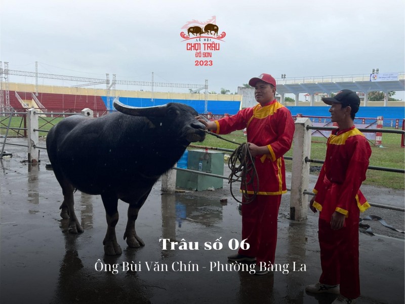 Lễ hội chọi trâu truyền thống Đồ Sơn năm 2023: Hôm nay 23/9, các “ông trâu” sẽ tranh tài