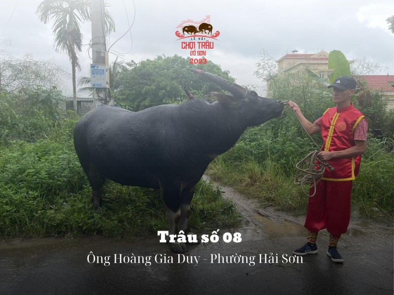 Lễ hội chọi trâu truyền thống Đồ Sơn năm 2023: Hôm nay 23/9, các “ông trâu” sẽ tranh tài