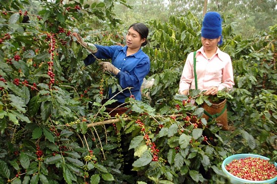 Nguồn cung giảm sâu, xuất khẩu cà phê tăng vọt