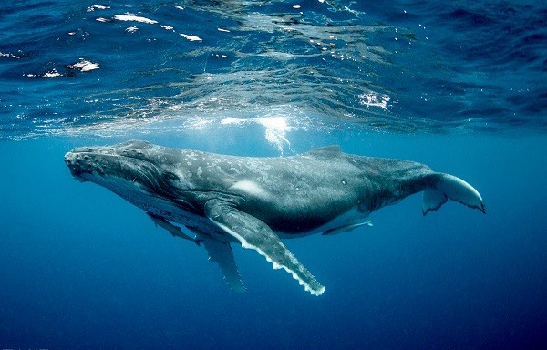 Quảng Ninh: Cận cảnh đàn cá voi xuất hiện ở biển Cô Tô