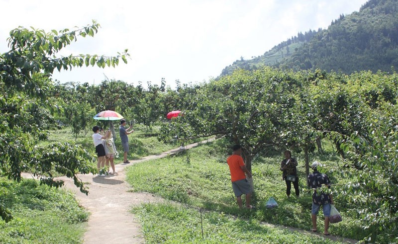 Lào Cai: Vùng cao Bắc Hà nâng cao hiệu quả kinh tế từ cây ăn quả ôn đới