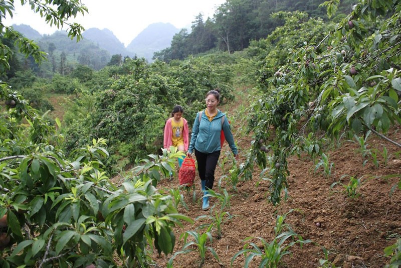 Lào Cai: Vùng cao Bắc Hà nâng cao hiệu quả kinh tế từ cây ăn quả ôn đới